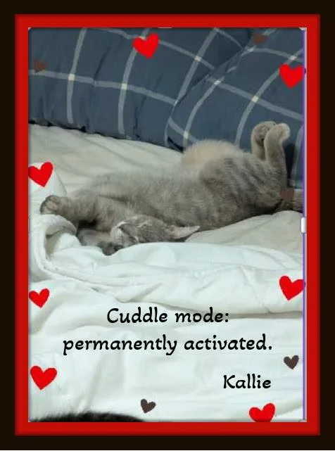 A young medium-sized female Dilute Tortoiseshell Domestic Short Hair cat named Kallie  She Doesn't for adoption in Winston Salem, NC