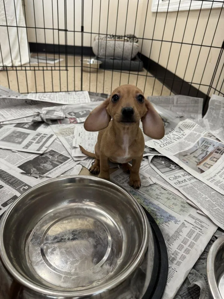 Daisy Mondrich thumbnail 2