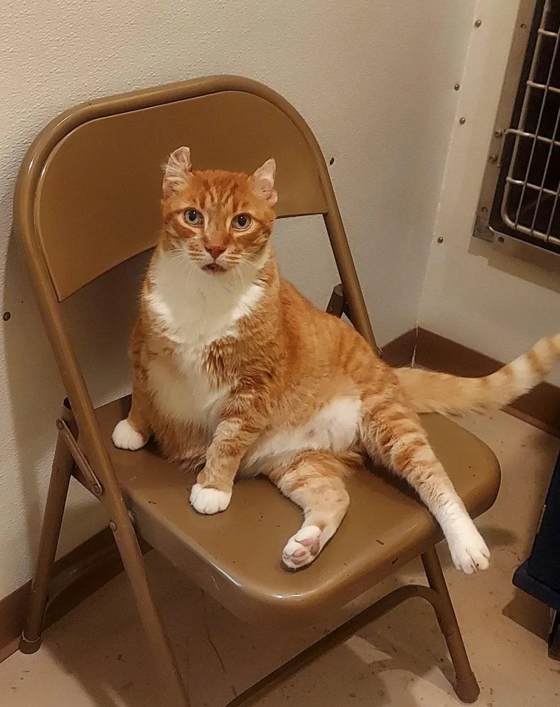 An adult medium-sized male Tabby (Orange / Red) Tabby cat named Big Boy for adoption in Flint Hill, VA