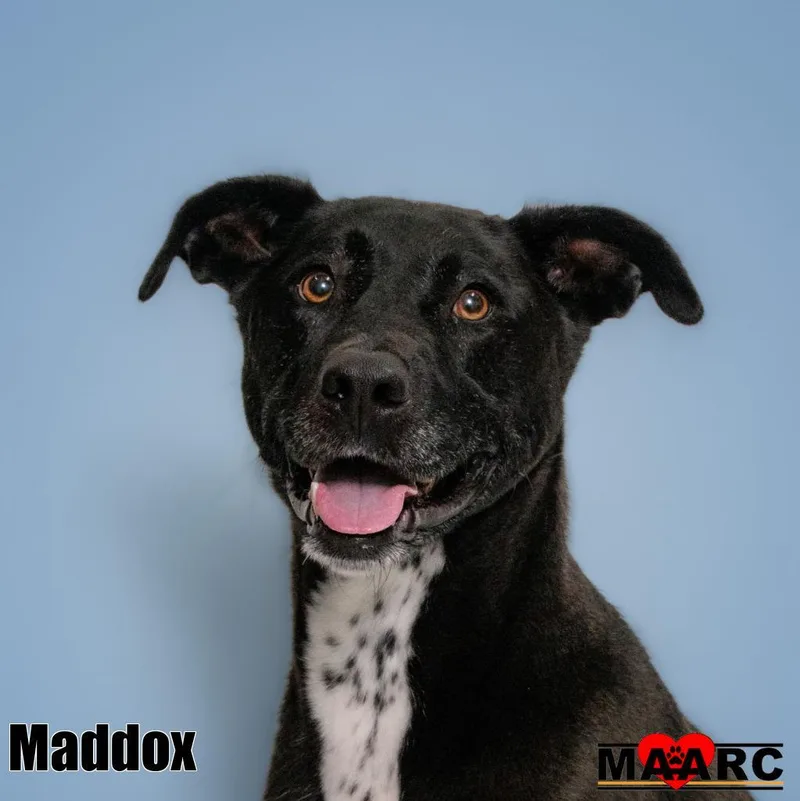 An adult large-sized male Labrador Retriever dog named Maddox for adoption in Maryville, TN