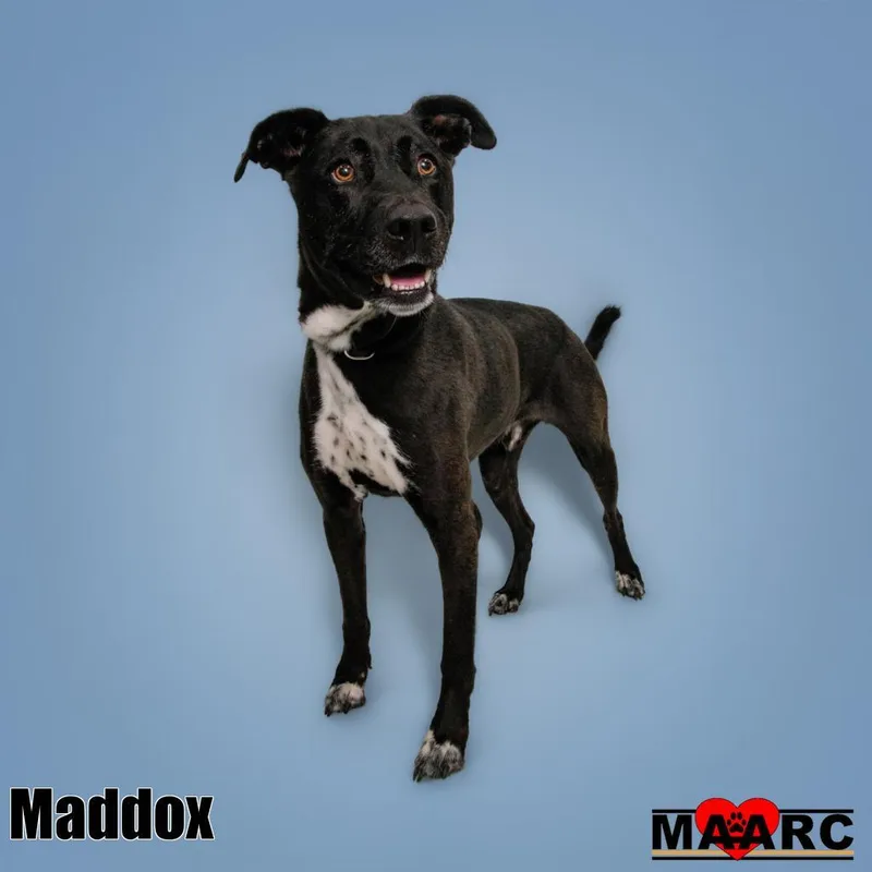 Maddox thumbnail 2