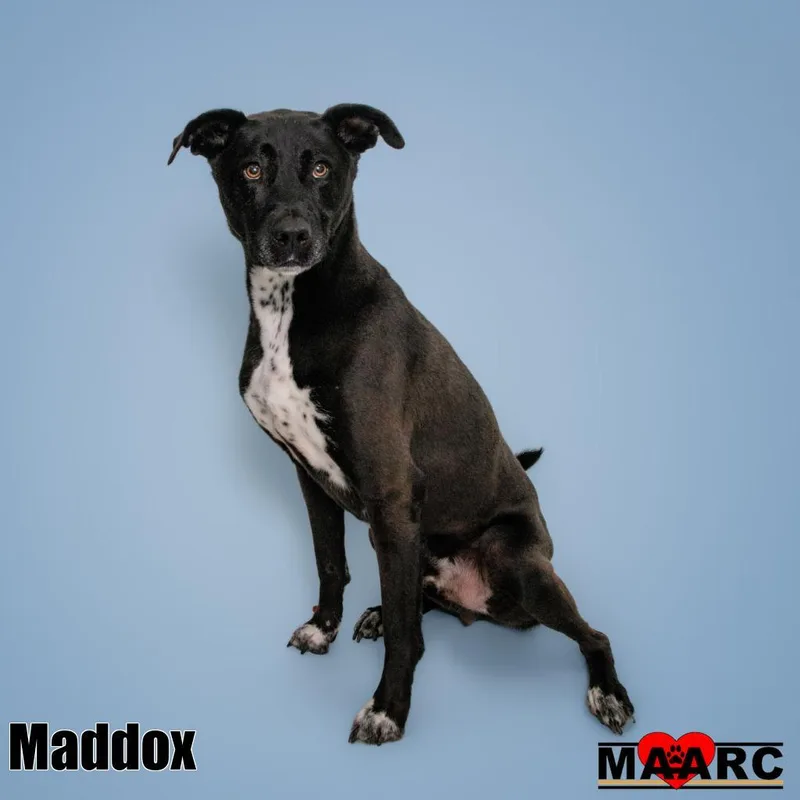 Maddox thumbnail 3