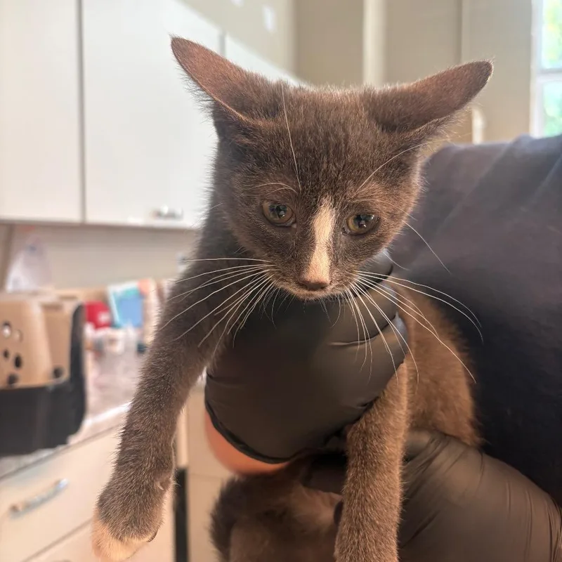 A baby small-sized male Gray / Blue / Silver Domestic Short Hair cat named Nerio for adoption in Huntington, WV