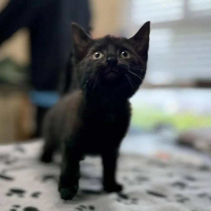 A baby small-sized female Black Domestic Short Hair cat named Bella Swan for adoption in Caryville, TN