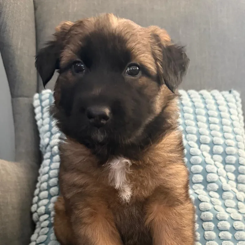 A baby large-sized female Brown / Chocolate German Shepherd Dog dog named Elvira for adoption in Las Vegas, NV
