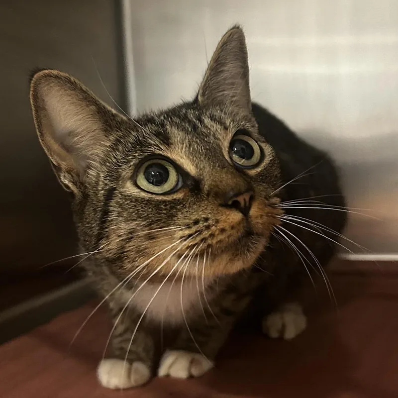An adult medium-sized female Buff / Tan / Fawn Domestic Short Hair cat named Snickers for adoption in Chattanooga, TN