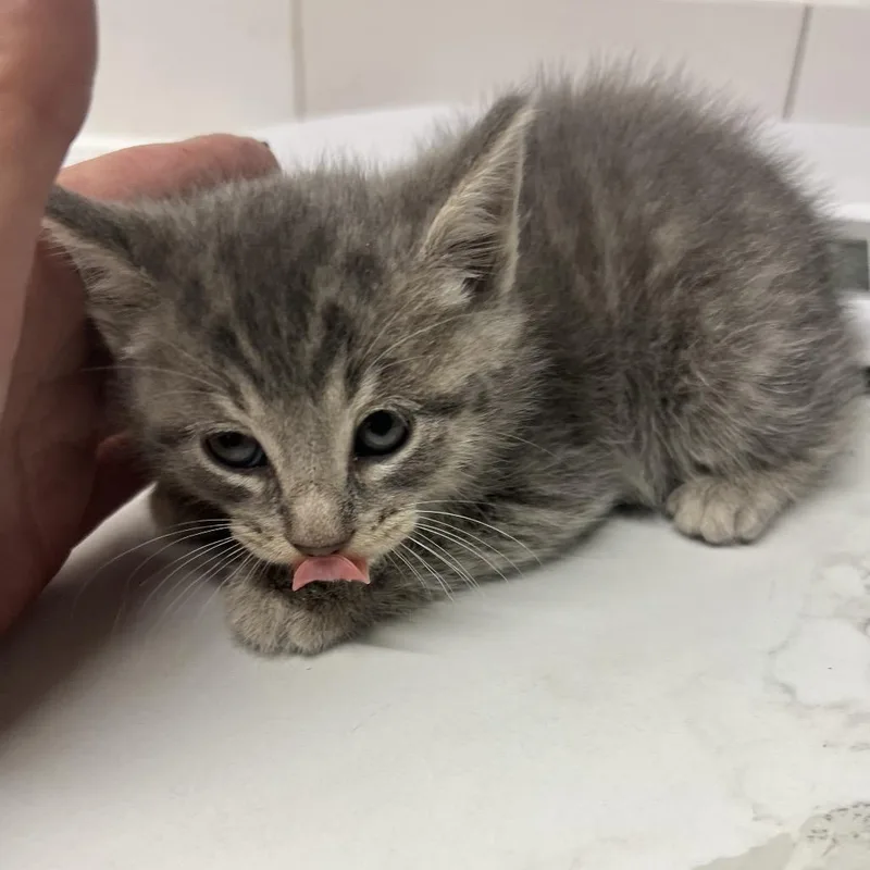 Mochi