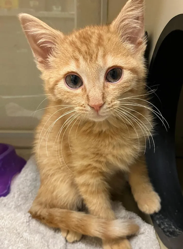 A baby medium-sized male Domestic Short Hair cat named Ramsay for adoption in Christiansburg, VA