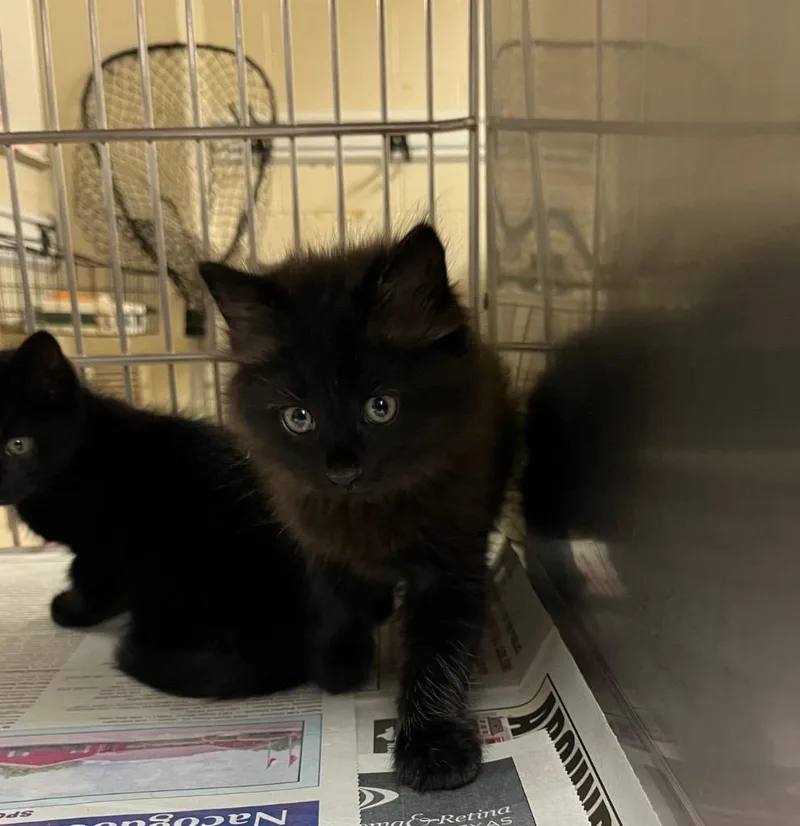 A baby large-sized female Domestic Long Hair cat named Haku for adoption in Nacogdoches, TX