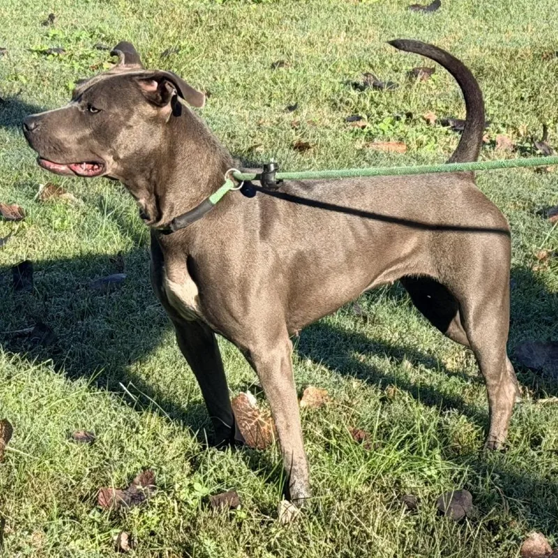 An adult medium-sized female Brown / Chocolate Pit Bull Terrier dog named Florida for adoption in Warrensburg, MO