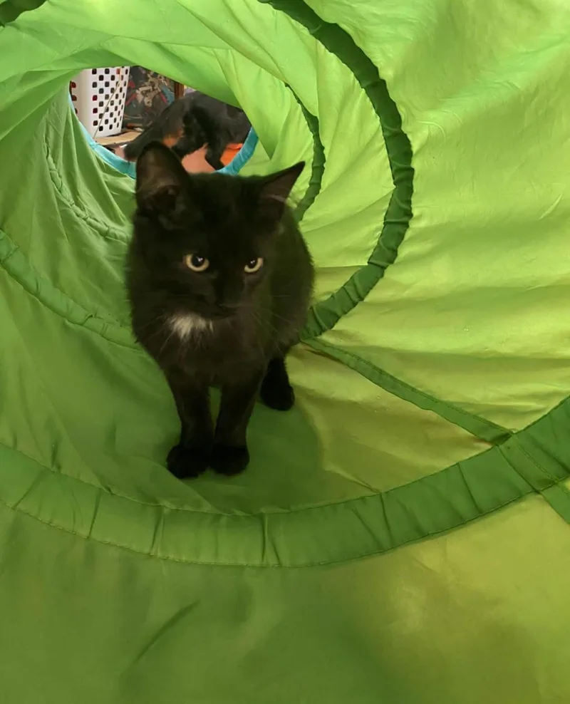 A baby medium-sized male Black Domestic Medium Hair cat named Moxey & Dobo for adoption in Freemansburg, PA