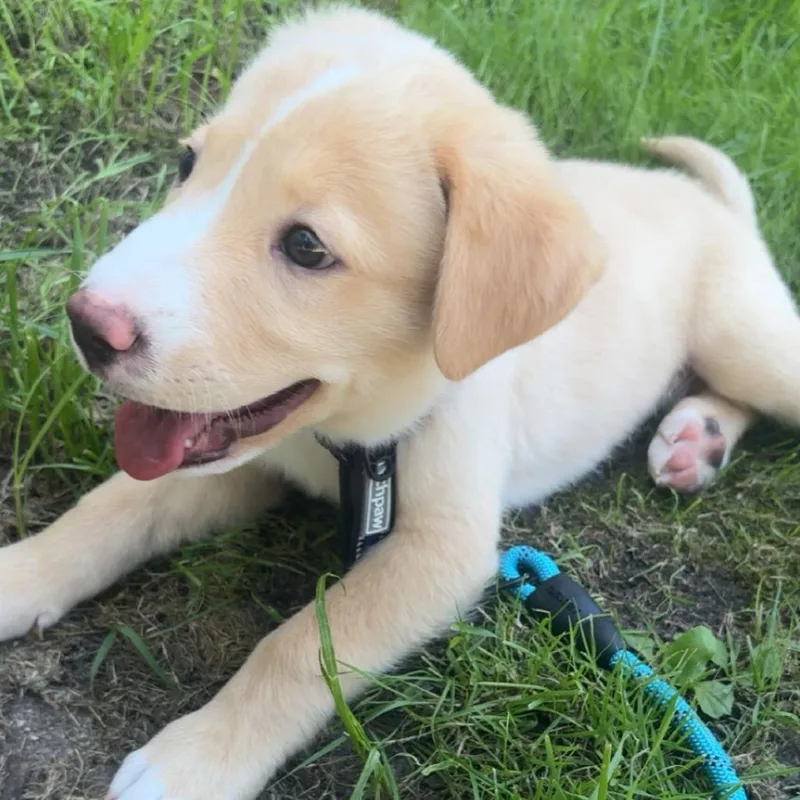 A baby medium-sized male Yellow / Tan / Blond / Fawn Mixed Breed dog named Nate for adoption in Alma, WI