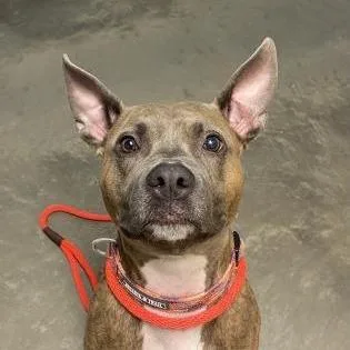 A senior medium-sized female Brown / Chocolate Mixed Breed dog named Jayde for adoption in DeKalb, IL