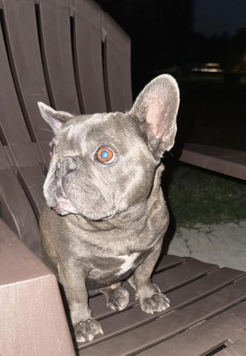 An adult medium-sized male French Bulldog dog named Fred for adoption in Memphis, TN