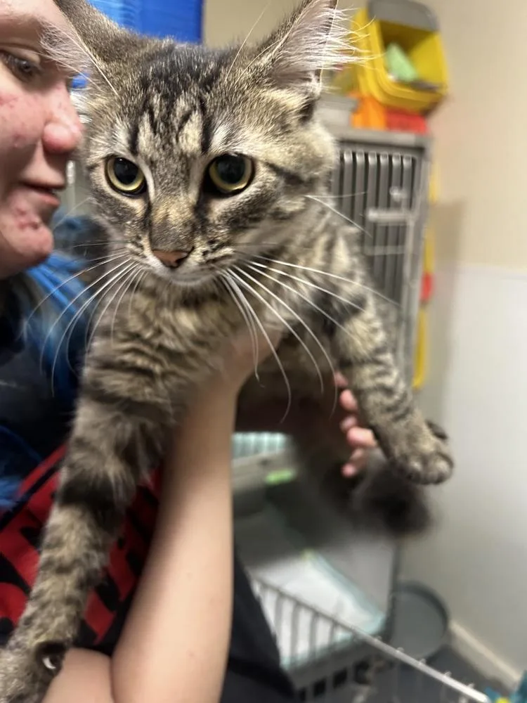 A baby small-sized female Tabby (Brown / Chocolate) Domestic Long Hair cat named Izzy for adoption in Linton, IN