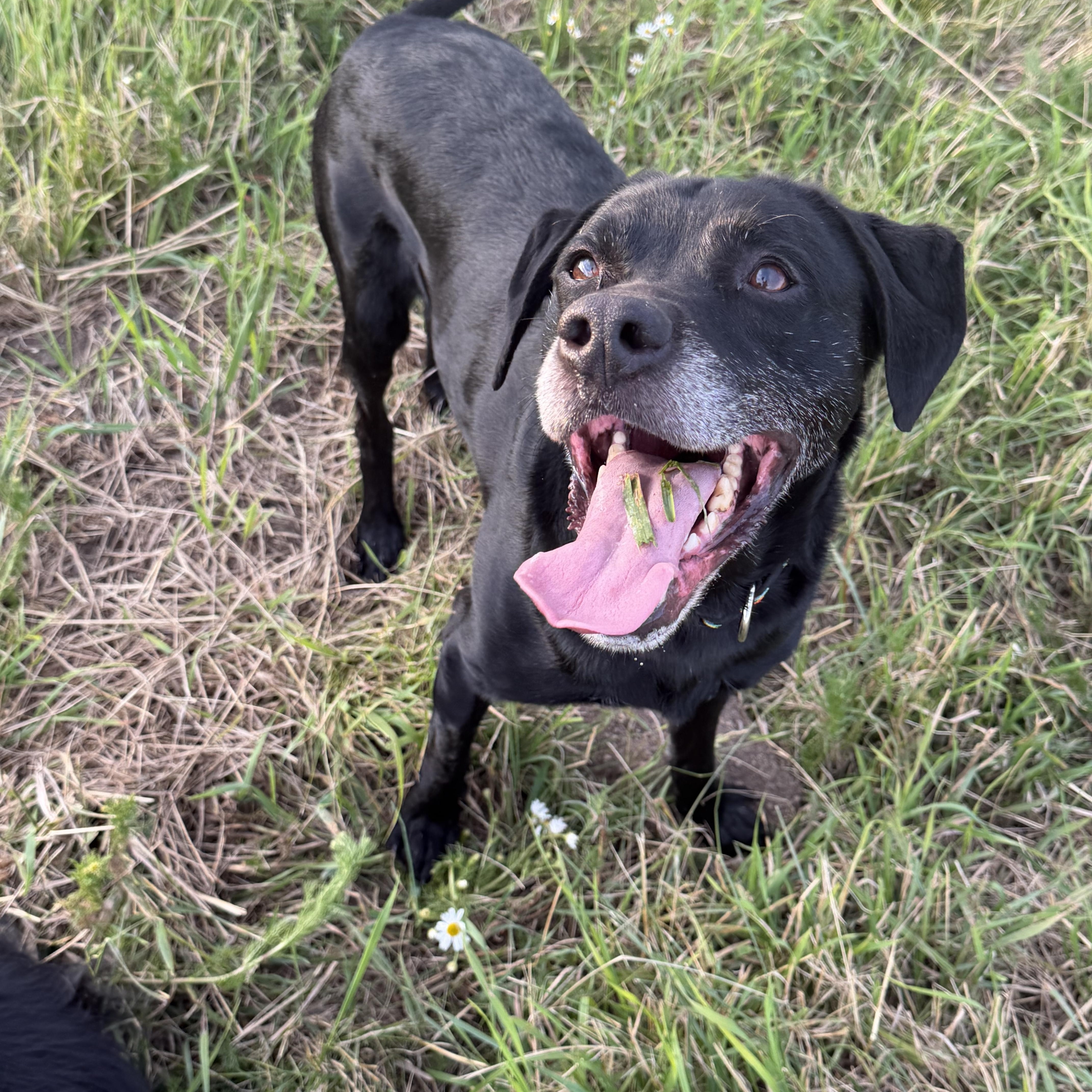 A senior medium-sized male Black Labrador Retriever dog named Cooper for adoption in Plummer, ID