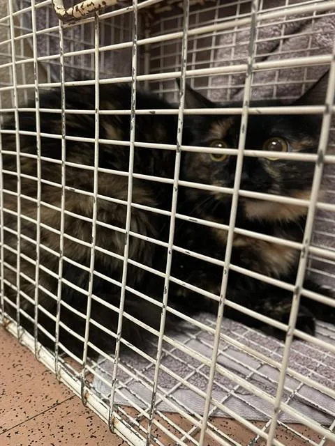 A young medium-sized female Domestic Medium Hair cat named Daffodils for adoption in San Jose, CA