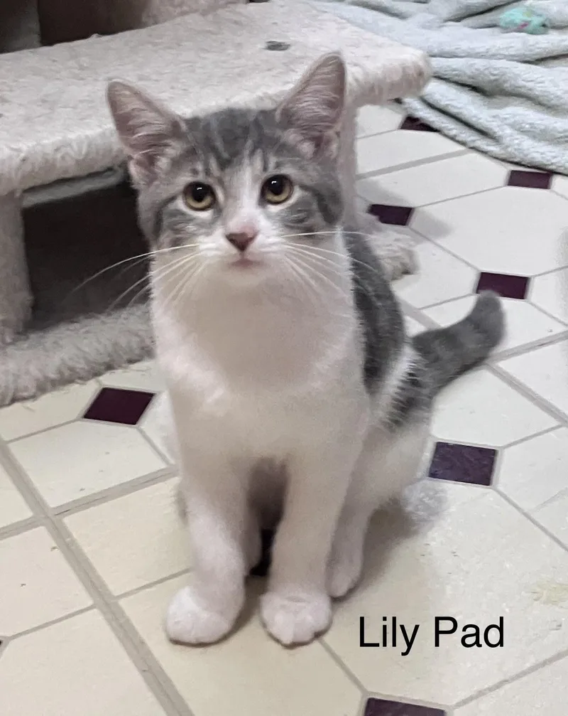 A baby small-sized female White Domestic Short Hair cat named Lily Pad for adoption in Highland, IN