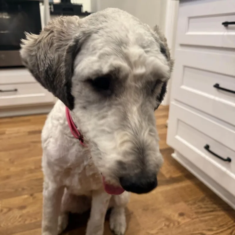 A young large-sized female White / Cream Great Pyrenees dog named Bonnie for adoption in Shawnee, KS