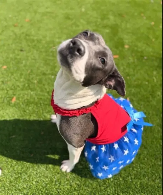 A young large-sized female Mixed Breed dog named Bali for adoption in Jacksonville, FL