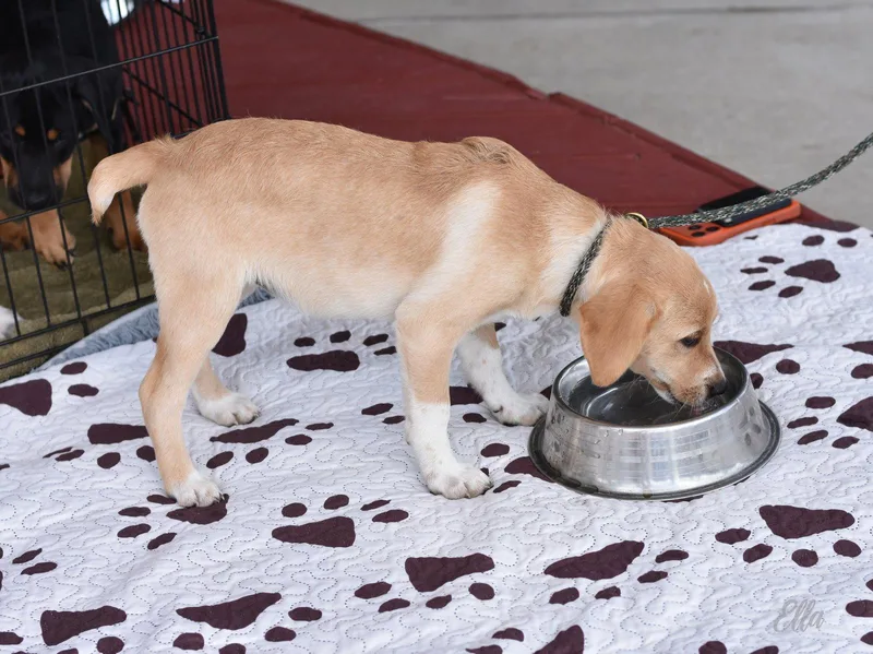 A baby medium-sized female Australian Cattle Dog / Blue Heeler dog named Ella for adoption in Montgomery, TX