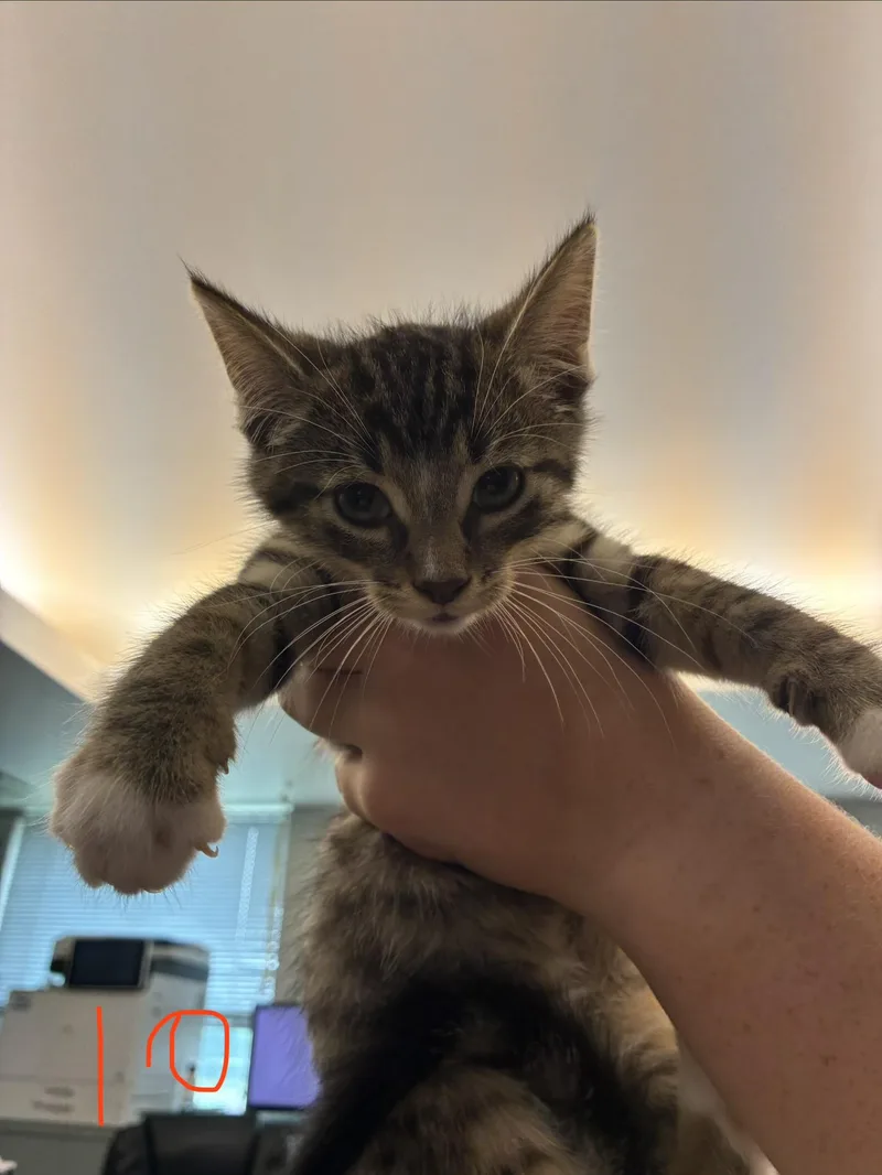A baby medium-sized female Tabby (Buff / Tan / Fawn) Domestic Short Hair cat named Latte for adoption in Caro, MI