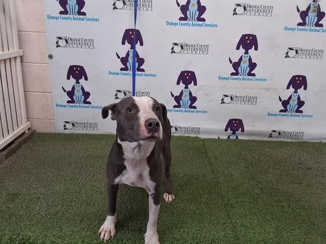 Rex
