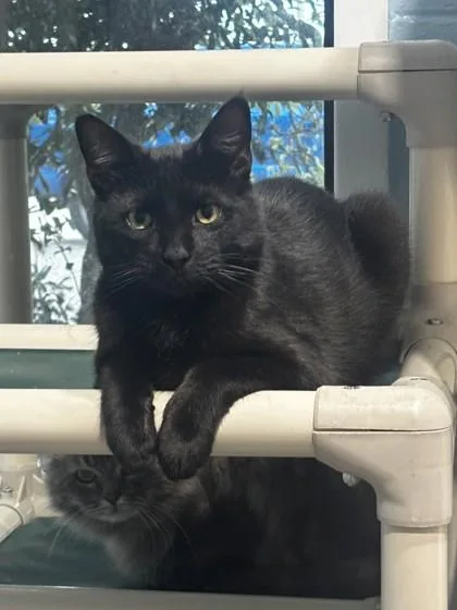 A young medium-sized male Black Domestic Short Hair cat named Umbreon for adoption in Georgetown, SC