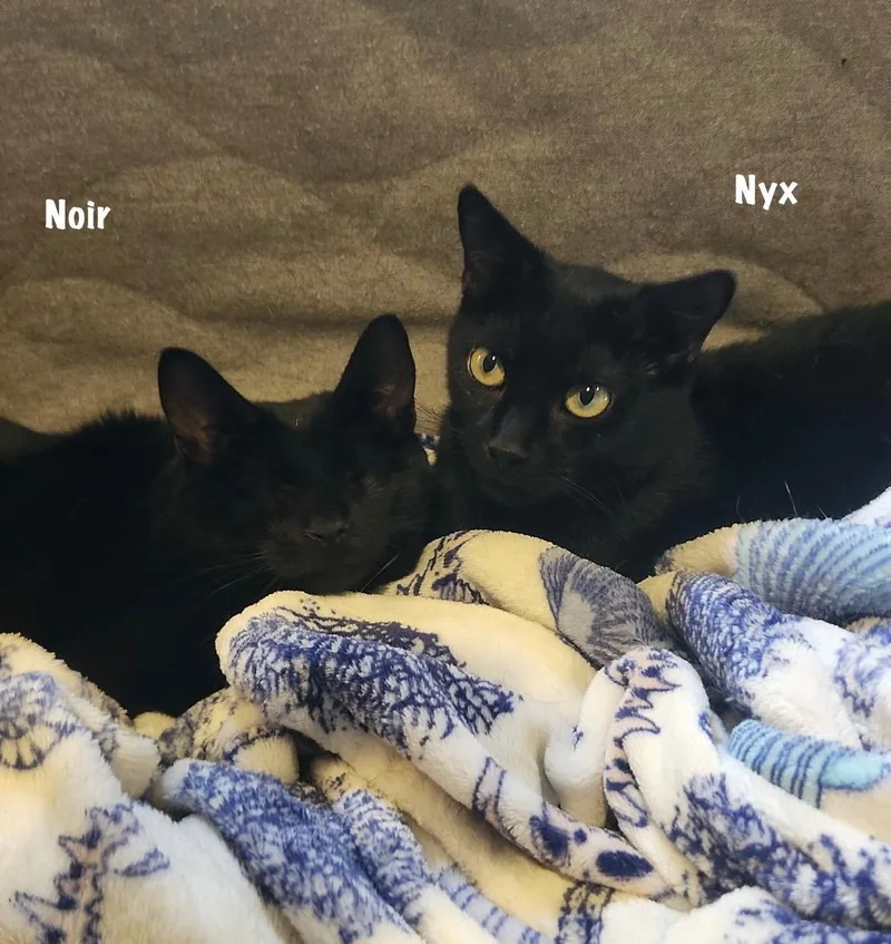 A young medium-sized female Black Domestic Short Hair cat named Nyx bonded with Noir for adoption in East Hartford , CT