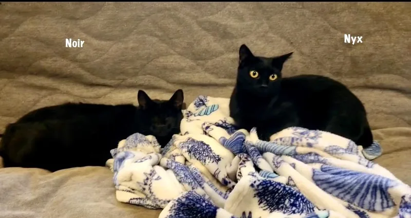 Nyx bonded with Noir thumbnail 3