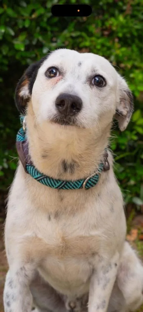 A baby medium-sized male Terrier dog named Frank for adoption in North Syracuse, NY