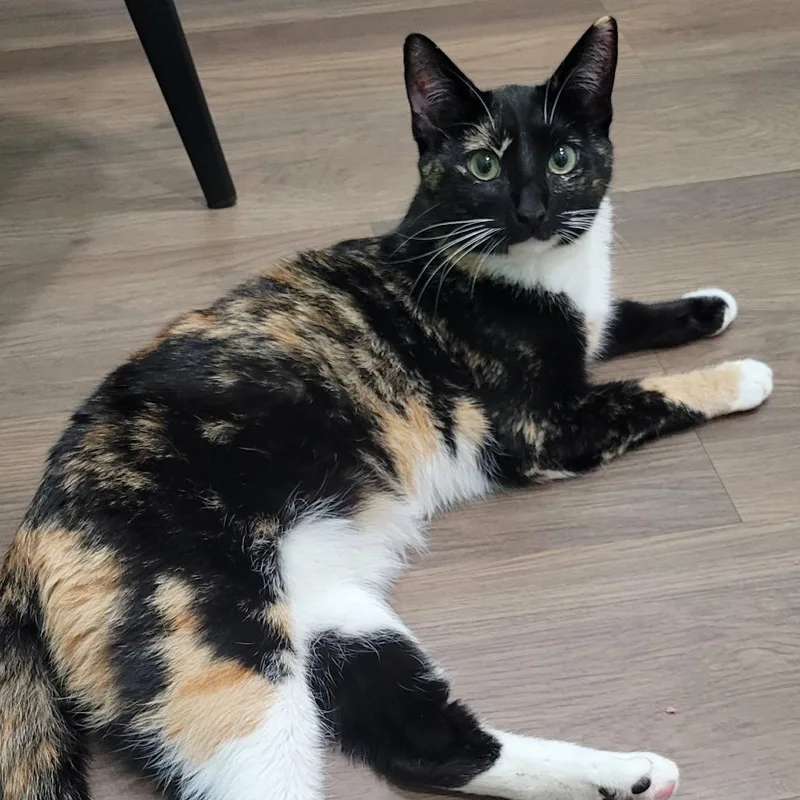 A young medium-sized female Tortoiseshell Domestic Short Hair cat named Wolverine "wolfie" for adoption in Atlanta, GA