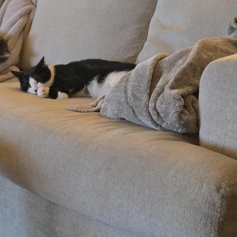 A young medium-sized male Black Domestic Short Hair cat named Tommy for adoption in Chaska, MN