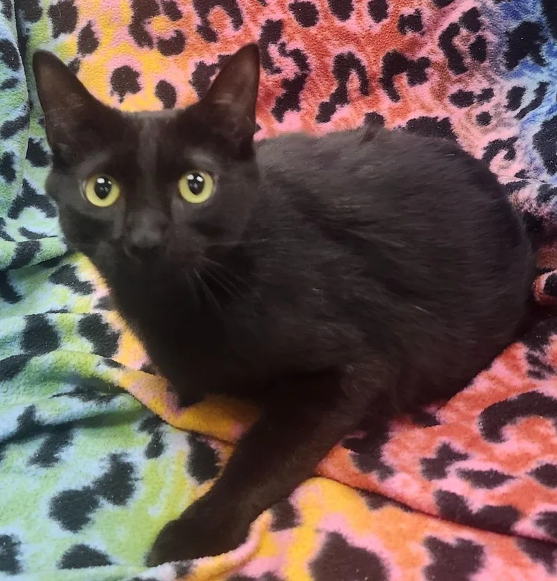 A baby small-sized male Domestic Medium Hair cat named Mr. Meowgi for adoption in Little Rock, AR
