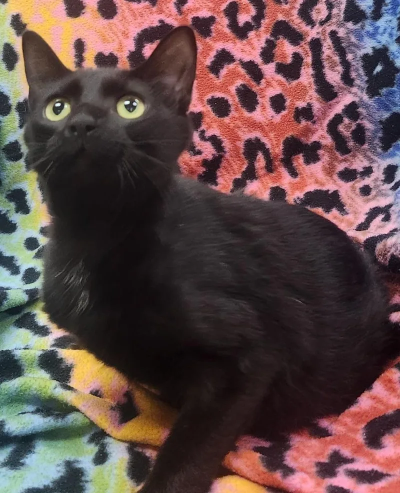 Mr. Meowgi thumbnail 2