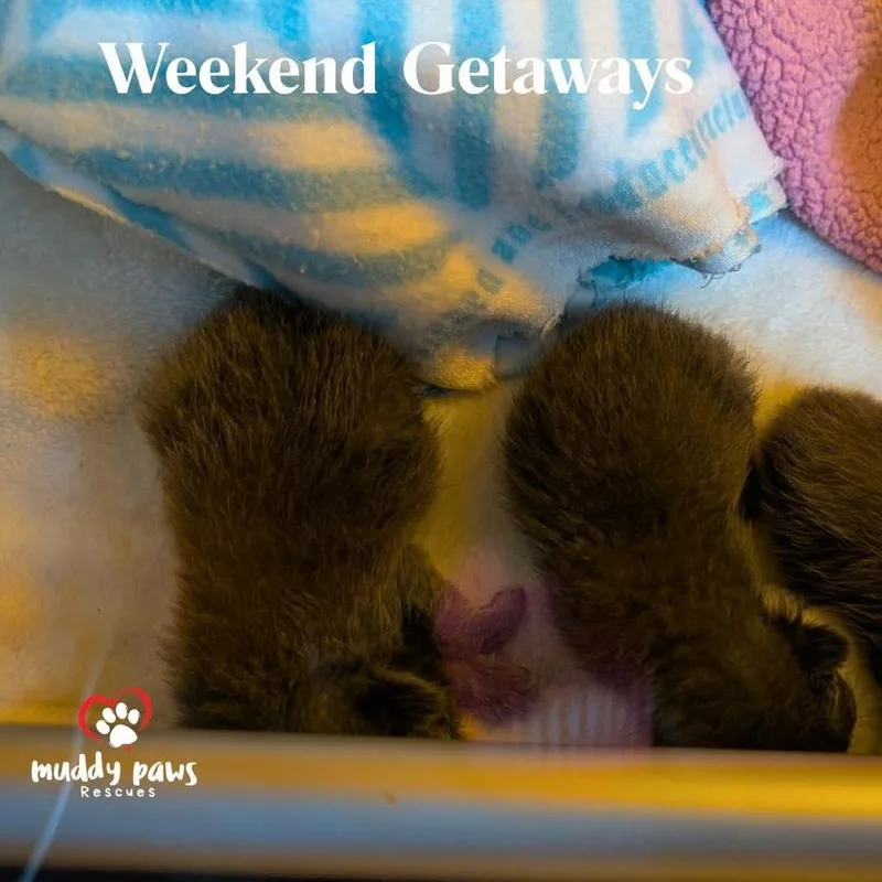 Weekend Getaway: Tadpole