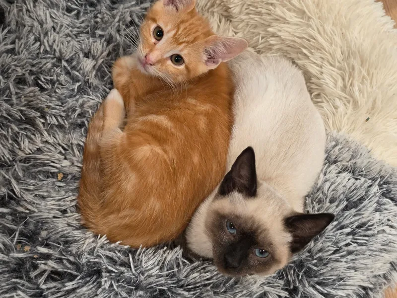 Cotton And Bitsy