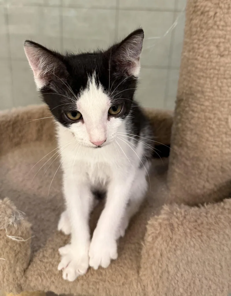 A baby medium-sized male Black & White / Tuxedo Domestic Short Hair cat named Clyde for adoption in Oviedo, FL