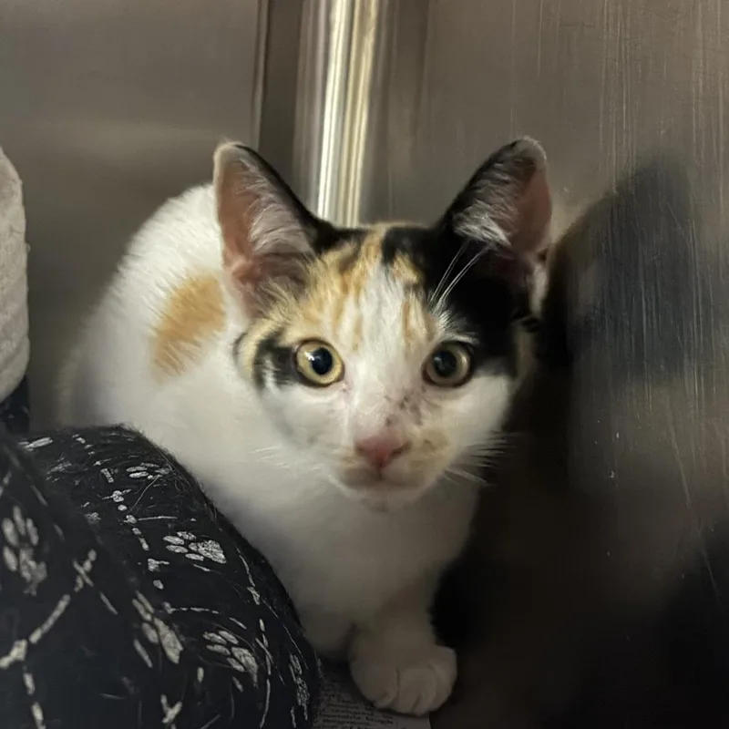 A baby small-sized female Calico Domestic Short Hair cat named Lainey for adoption in Marion, VA