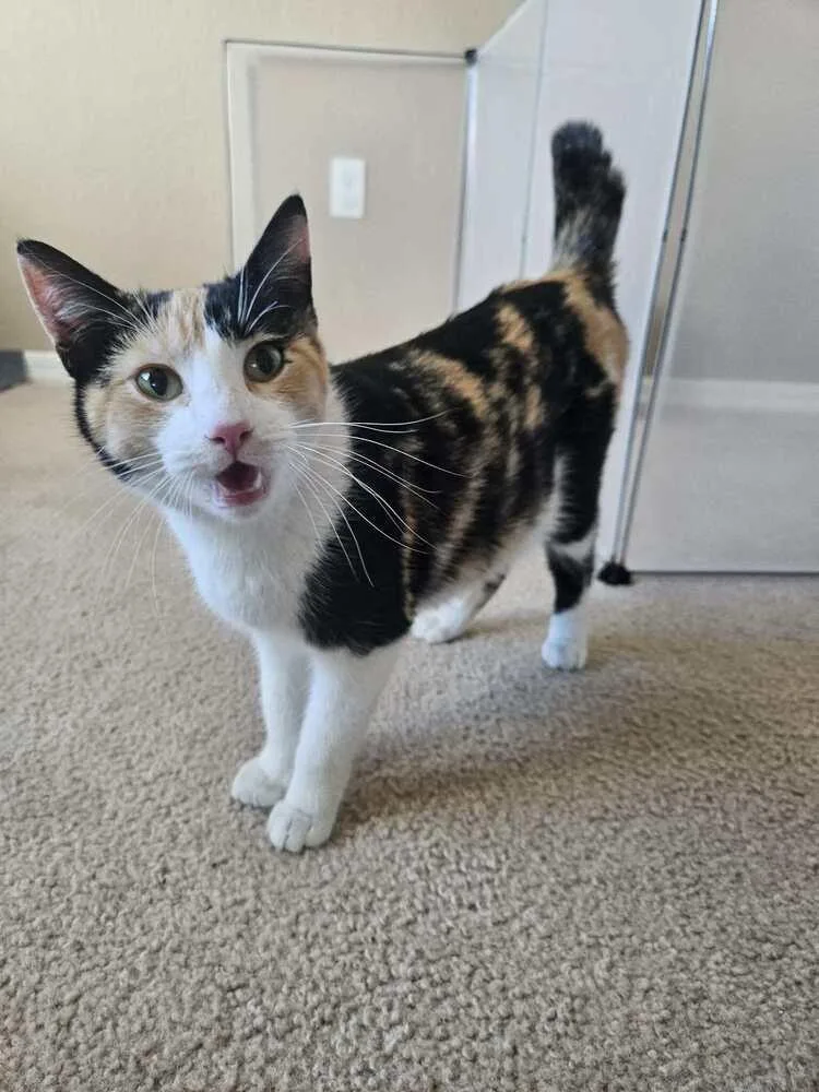 An adult medium-sized female Domestic Short Hair cat named Fantasy for adoption in tucson, AZ