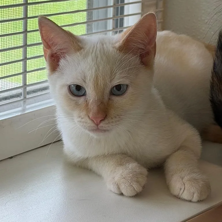 A baby medium-sized male Flame Point Domestic Short Hair cat named Ares for adoption in Waynesville, NC