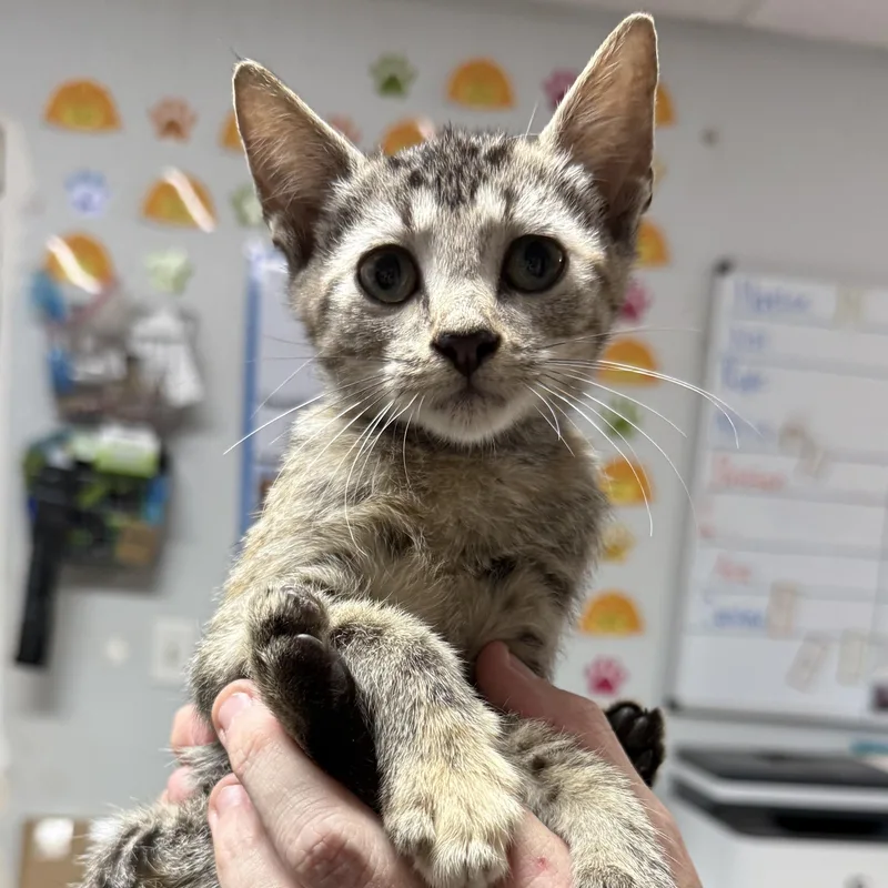 A baby medium-sized female Torbie Tabby cat named Elegant Etta for adoption in Columbia, SC