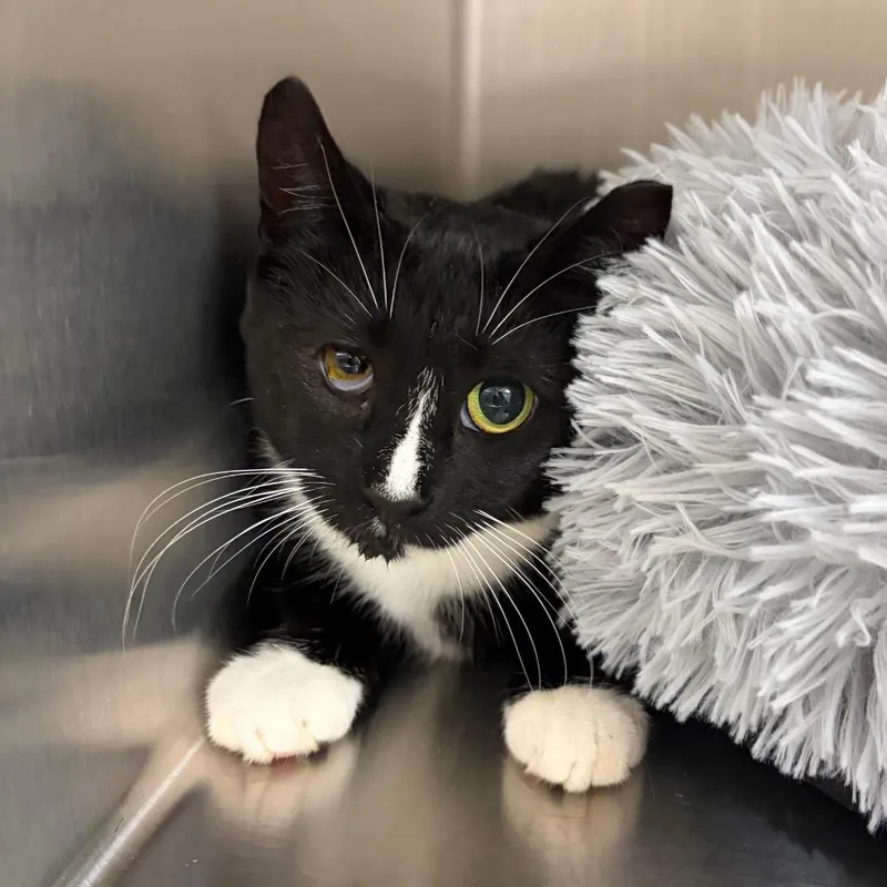 An adult medium-sized female Black Domestic Short Hair cat named Soy for adoption in East Smithfield , PA