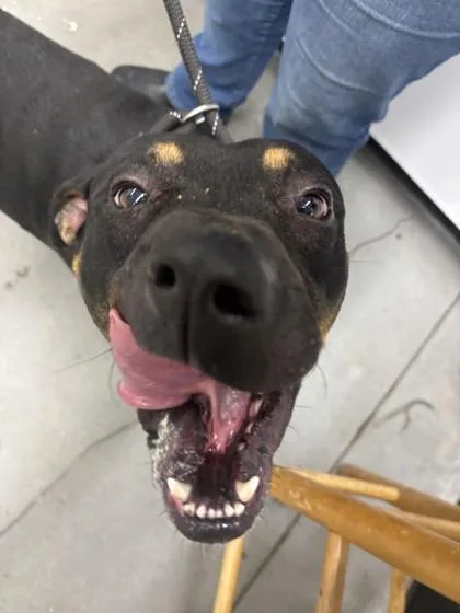 An adult medium-sized male Mixed Breed dog named Tristan FKA for adoption in West Chester, PA