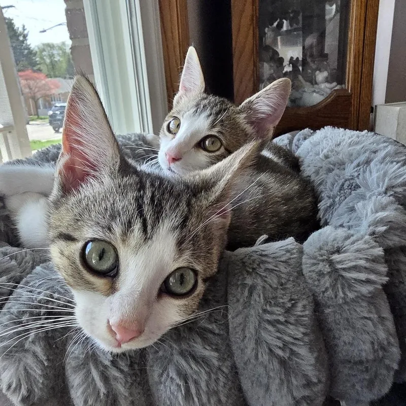 A baby small-sized female Domestic Short Hair cat named Darla for adoption in Chicago, IL
