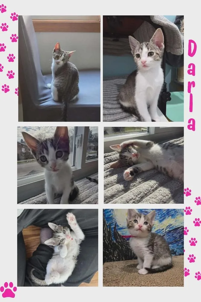 Darla thumbnail 3