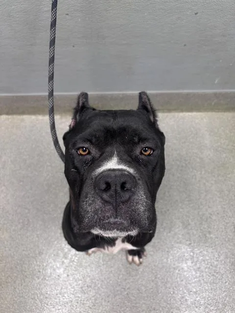 An adult large-sized female Cane Corso dog named Cherry Blossom for adoption in Las Vegas, NV