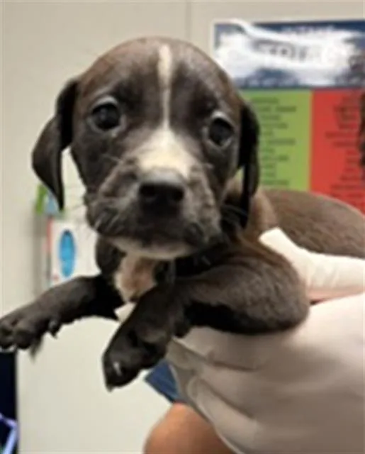 A baby small-sized female Pit Bull Terrier dog named Wonder Woman for adoption in Bakersfield, CA