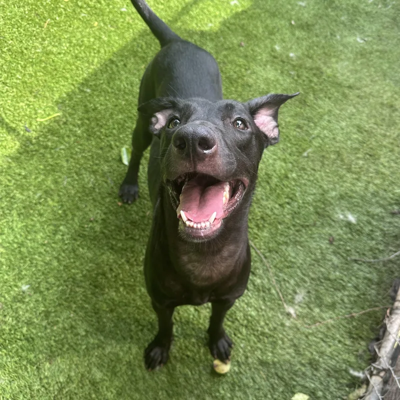 Hibiscus thumbnail 2