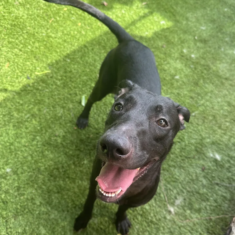 Hibiscus thumbnail 3